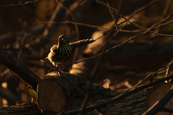 Parkesia noveboracensis 1 LG QRoo 11_25