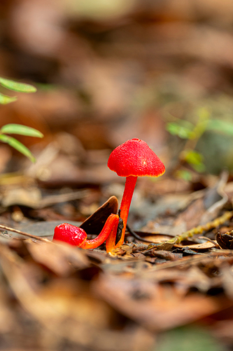 Hongo 1 LG QRoo 12_25