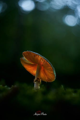 _DSC8558-1