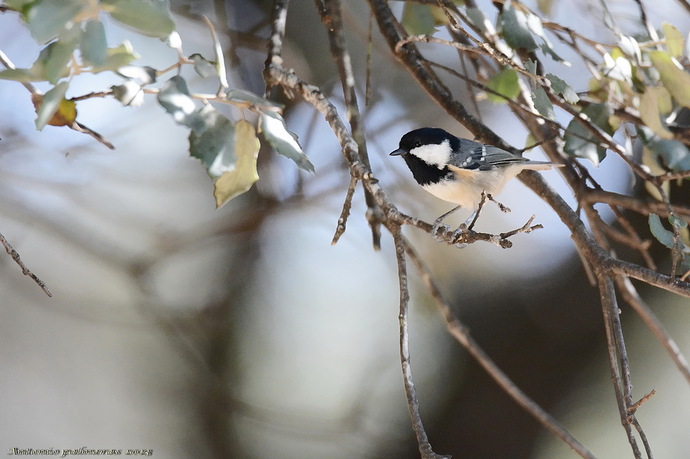 Carbonero garrapinos (Periparus ater)