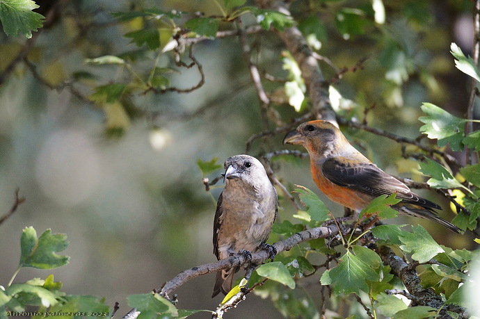 Piquituerto común (Loxia curvirostra) la pareja