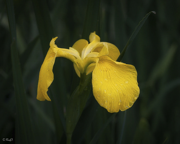 Lirio amarillo_6_Iris pseudacorus_copia
