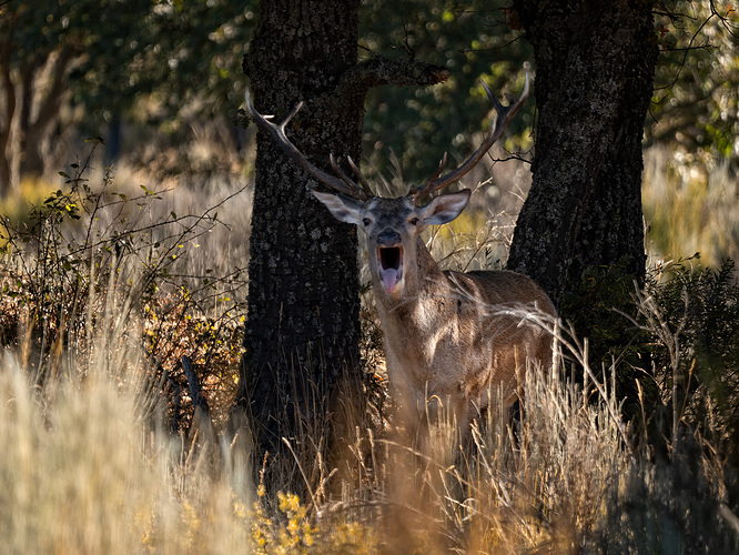 _9234148-ORF_DxO_DeepPRIME