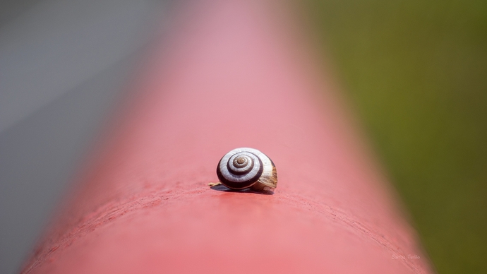 Acercamiento a un caracol