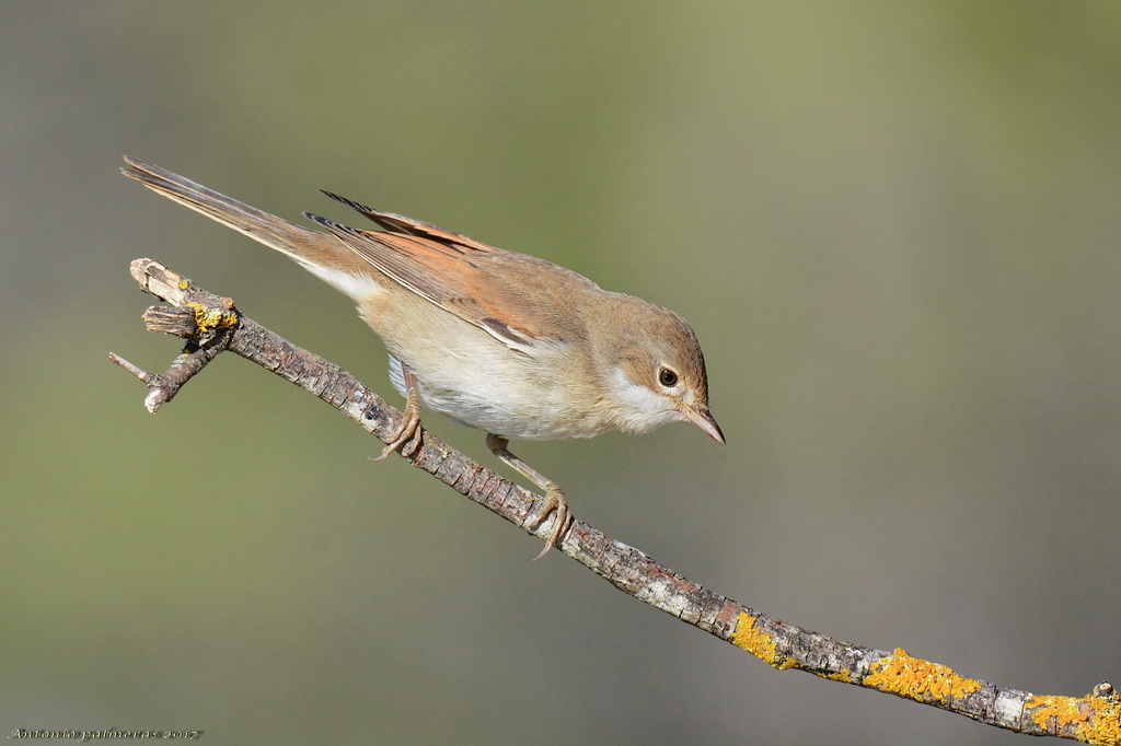 Curruca zarcera (Sylvia communis)