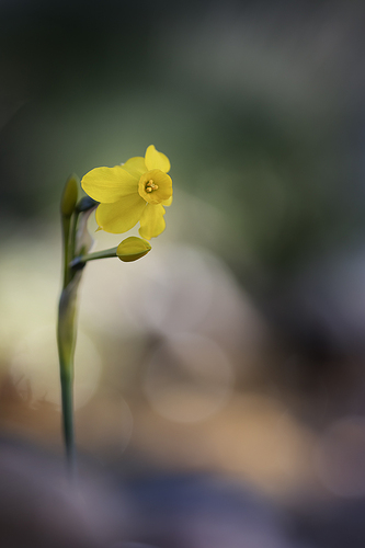 Narcissus jonquilla