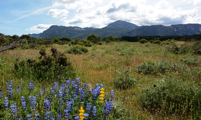 Primavera en sierra de grazalema