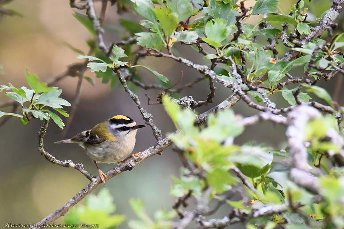 Reyezuelo listado (Regulus ignicapilla)