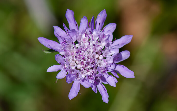 Escabiosa