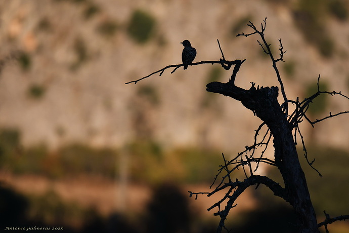 El árbol del ahorcado