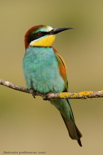 Abejaruco europeo (Merops apiaster)
