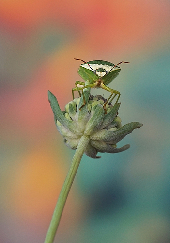 DSC00196fsLARGEOD - copia