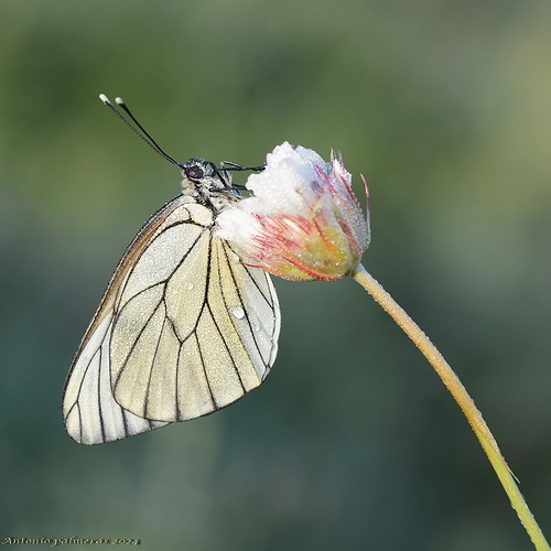 Aporia crataegi