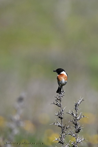 tarabilla desayunando