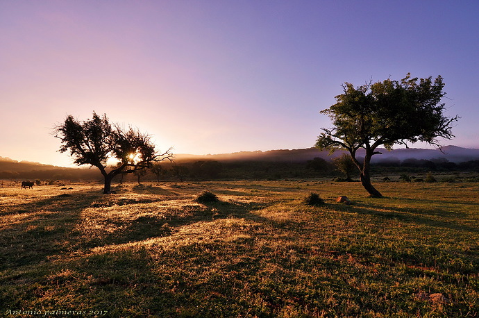 Amanece