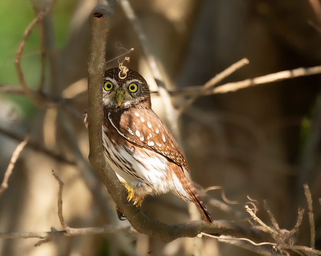 Glaucidium brasilianum 2 LG QRoo 03_25