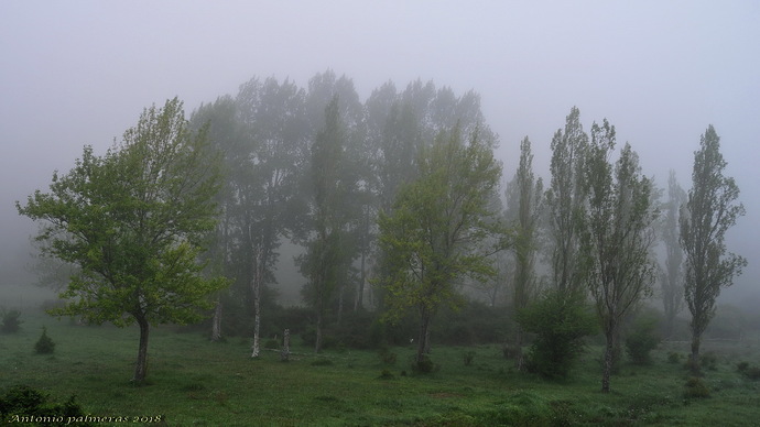 Bosque entre nieblas