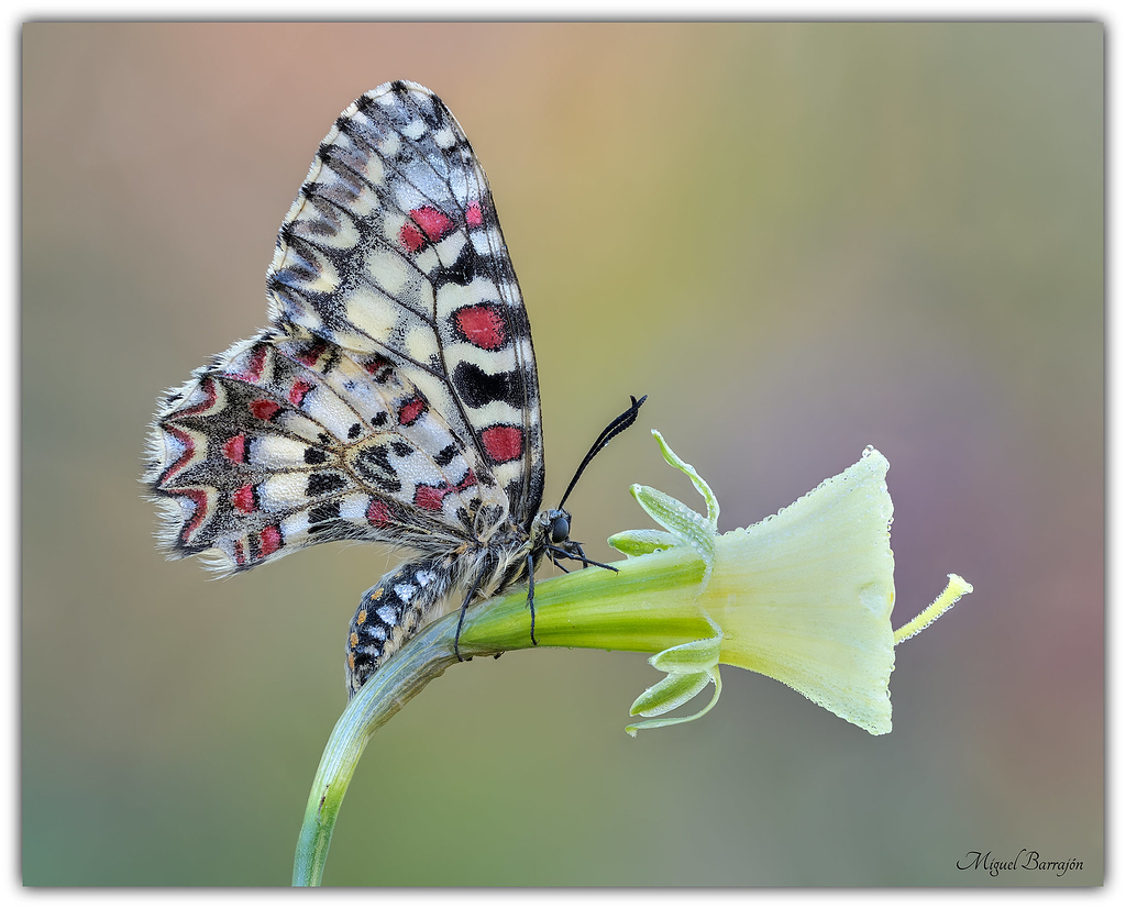 Zerynthia rumina