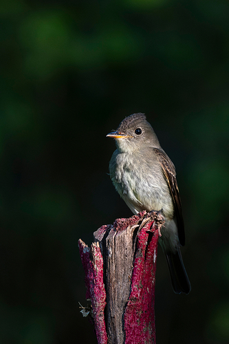 Contopus virens 1 LG QRoo 11_25