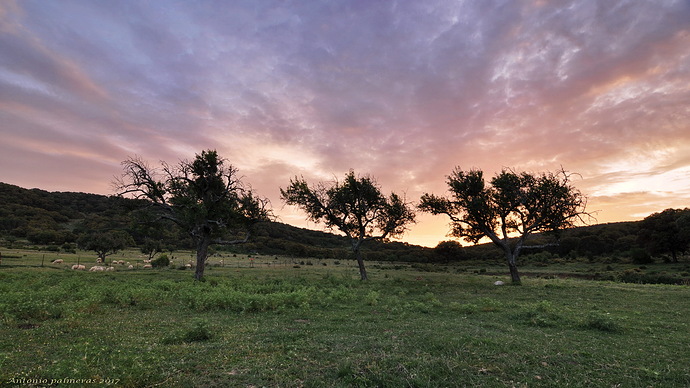 Amanese en los perales