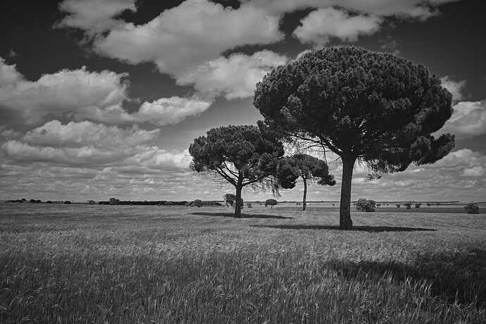 Pine trees looking at the meadow pequeña