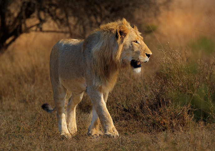 Sudafrica Kruger 20-29 Septiembre 2022-714-Editar
