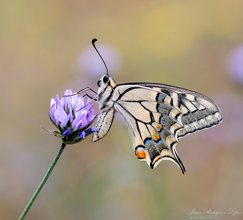 Macaon. Para Jesús (Microtus)