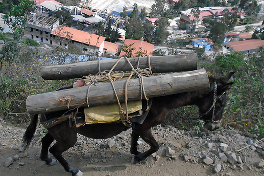 Transporte de madera 02_red