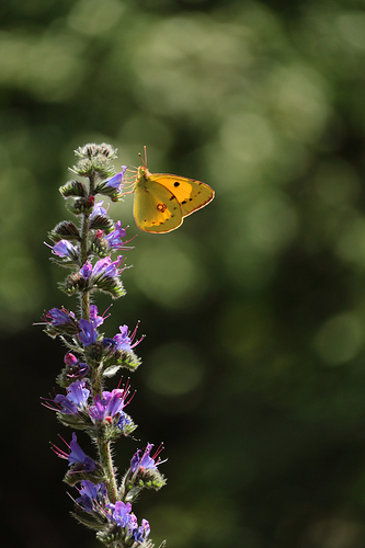mariposa posada arriba