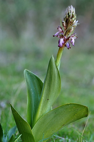 Orquídea