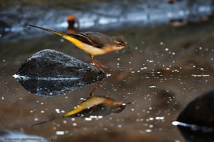 Lavandera cascadeña (Motacilla cinerea)2