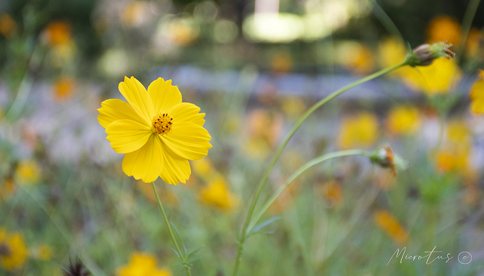 Flor