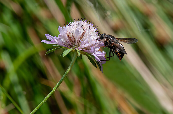 Cheilosia(2)