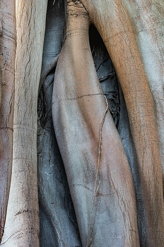 Texturas orgánicas, 2