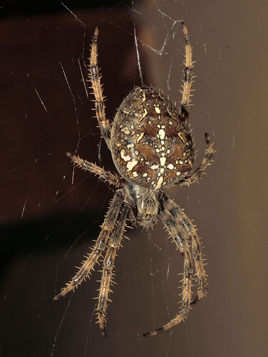 Araña 01