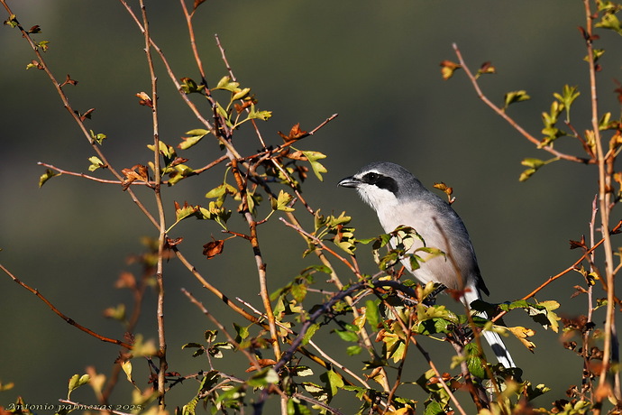 Alcaudón real (Lanius meridionalis)