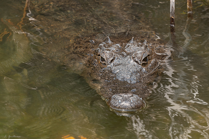 Crocodylus moreletii 2 LG QRoo 04_23