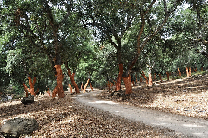 Los desnudos del bosque 2 .2