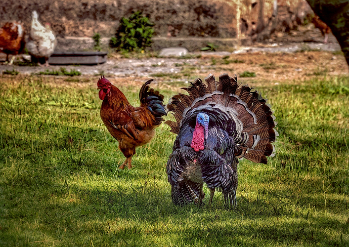 Uno se puso pavo y el otro gallito OD