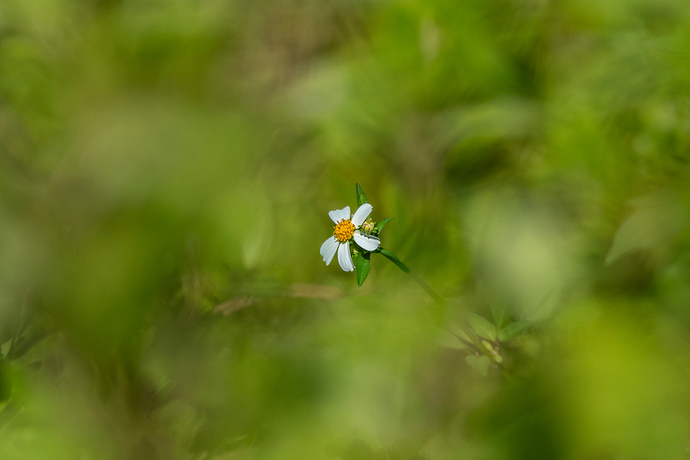 Bidens alba 1 LG QRoo 11_25