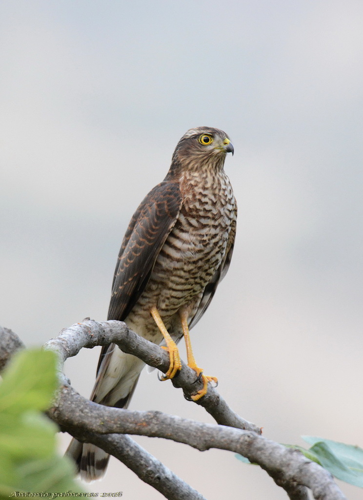 Gavilán común (Accipiter nisus)