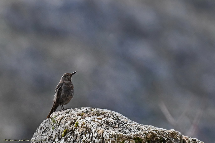 Roquero solitario (Monticola solitarius ) hembra 2