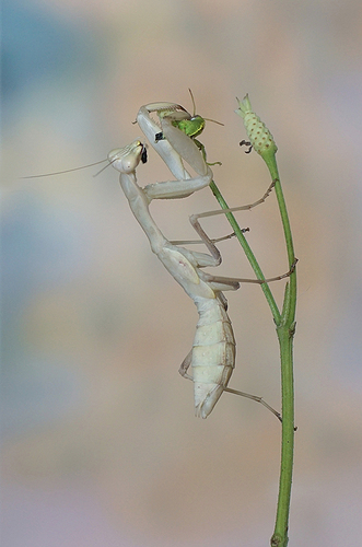DSC00427fs_fhdrlzargeod