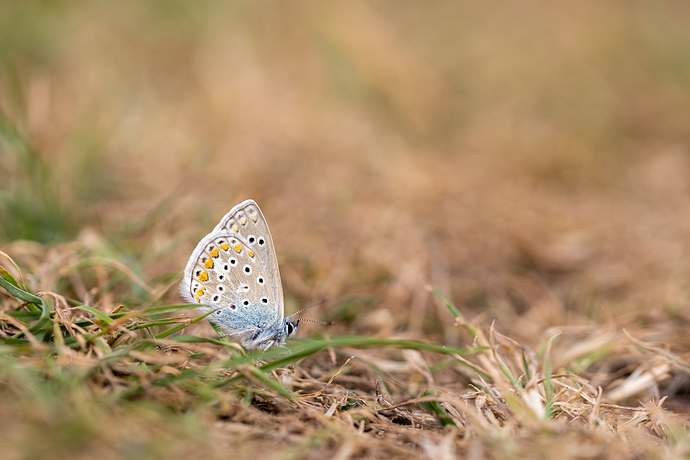 Polyommatus icarus