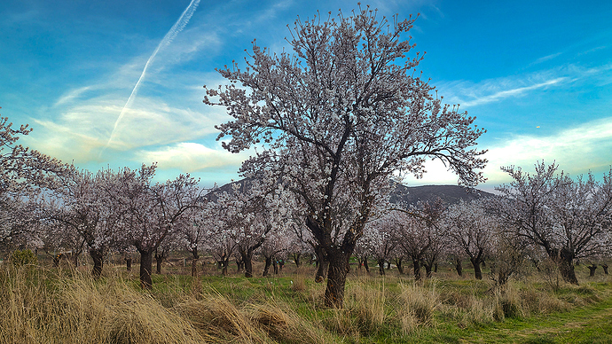 almendrs