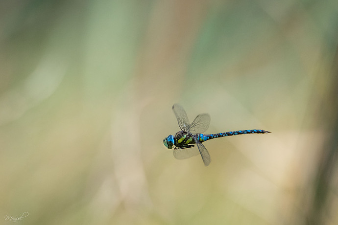 _DSC4148bbbbface