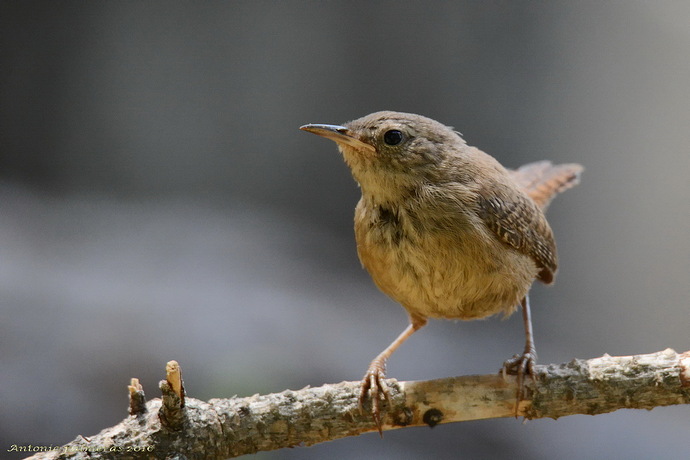 Chochín común (Troglodytes troglodytes)