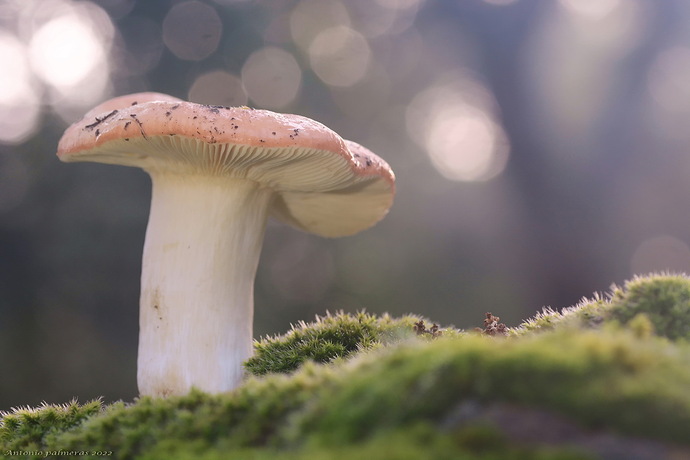 Russula y las lucecillas