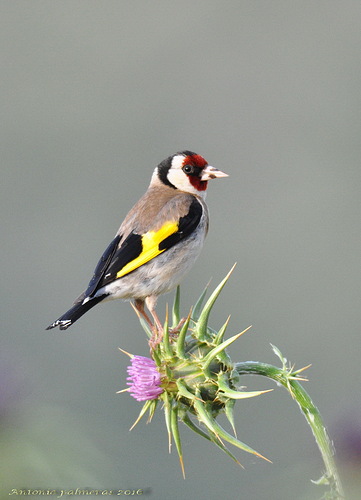 Jilguero (Carduelis carduelis)