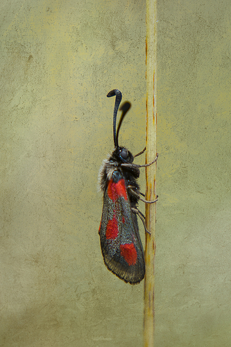 Zygaena fausta